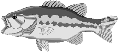 bassfish